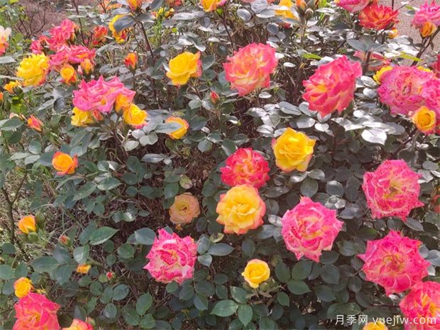 推荐88个最美月季品种，让花友美到心醉，陶醉其中(图17)