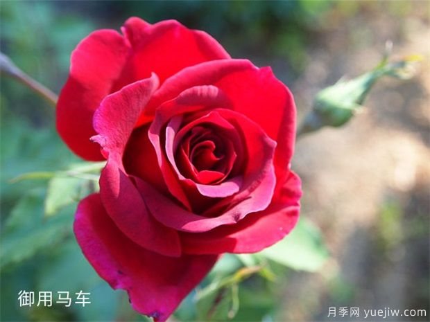 推荐88个最美月季品种，让花友美到心醉，陶醉其中(图14)
