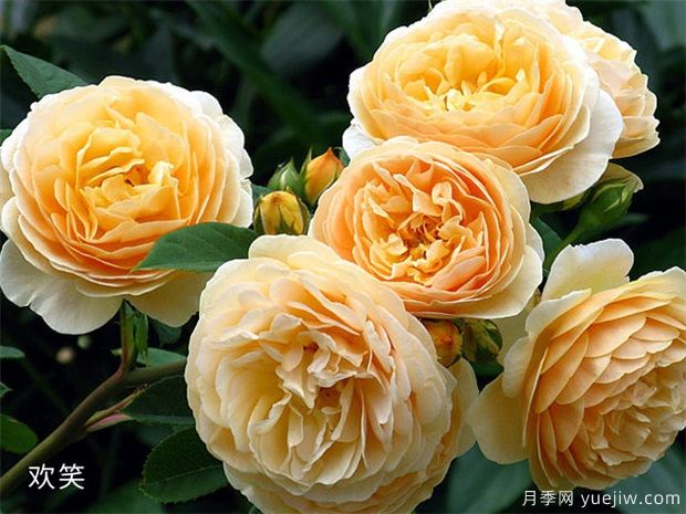 推荐88个最美月季品种，让花友美到心醉，陶醉其中(图19)