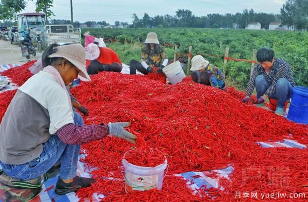 商丘柘城辣椒 辣出红火好日子(图1)