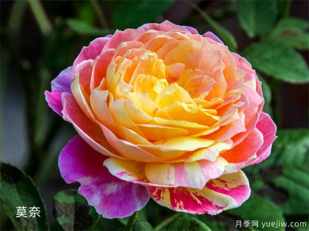 红龙！莫奈！真宙！月季界的耐热三宝(图2)