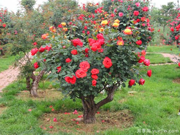 古桩月季的介绍(图5)