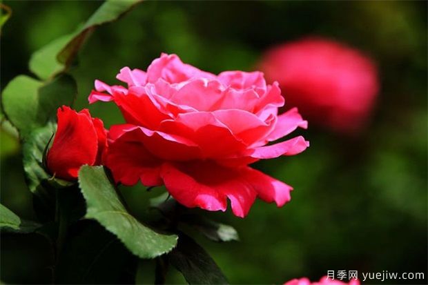 月季的简单介绍(图1)