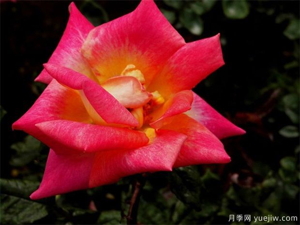 月季单芽插或叶插(图1)