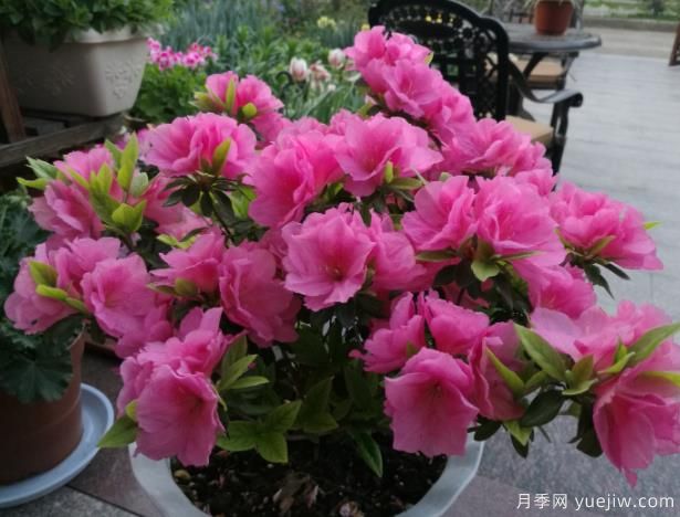 杜鹃花扦插冒芽生根存活的2个要点(图1)