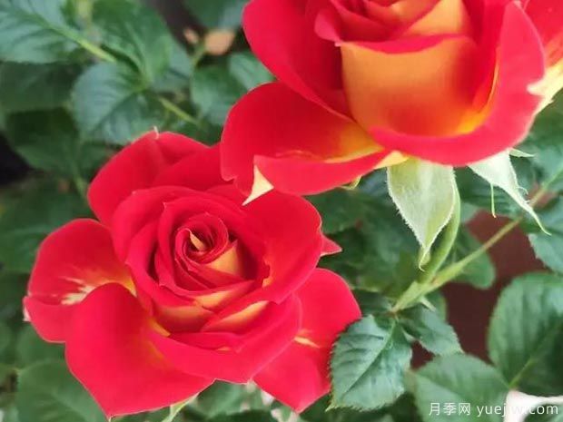 盆栽月季新宠-双鱼座阳台，美若玫瑰四季都开花(图1)