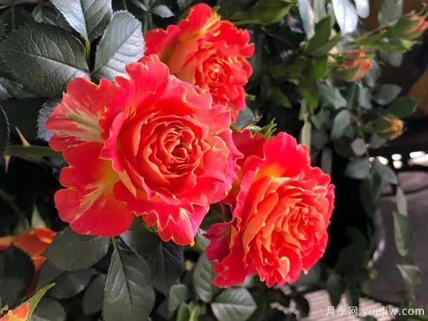 盆栽月季新宠-双鱼座阳台，美若玫瑰四季都开花(图2)