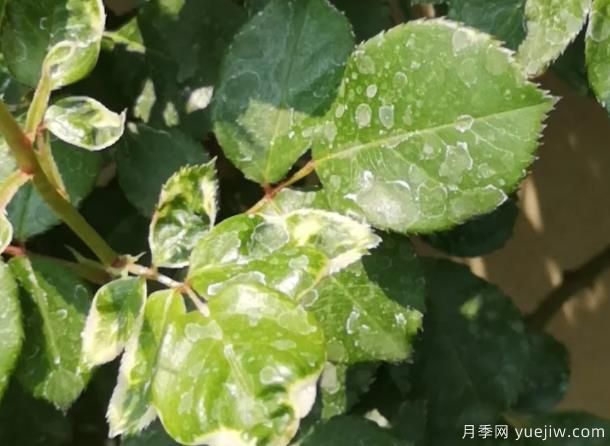 秋天做好4点防止月季药害，药害发生后如何缓解(图1)