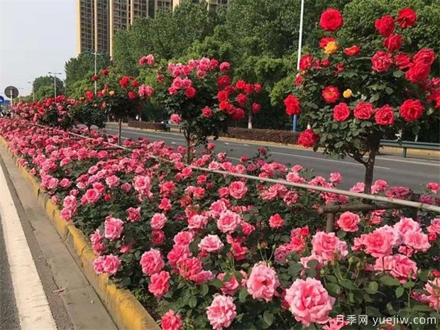 树月季花**什么时候栽种？(图1)