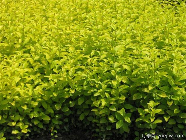 草坪害虫的特点与防治(图1)