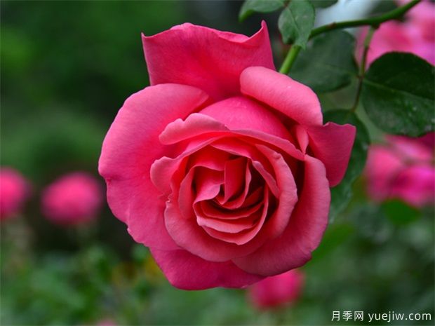 三招教您辨别蔷薇、玫瑰、月季(图1)