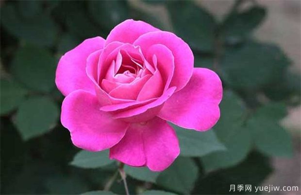 情人节为什么送玫瑰花？朵数的寓意(图1)