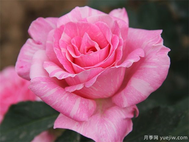 玫瑰花语大全(图1)