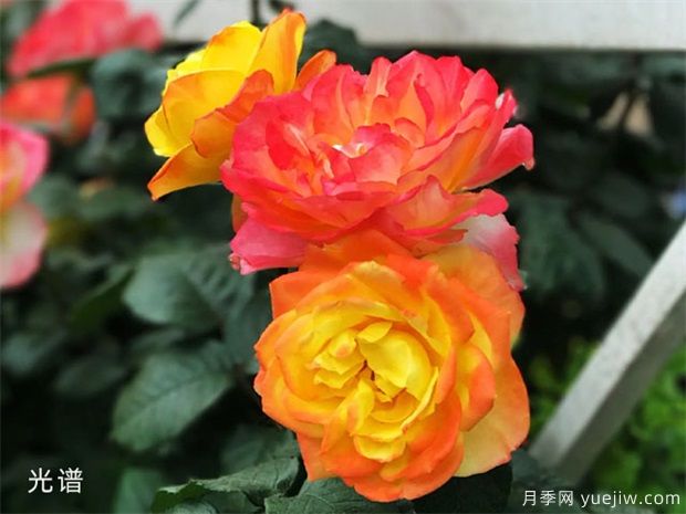 有花友种了38个月季花品种，来看看(图1)