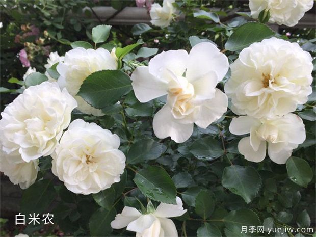 因花香而备受推崇的18个白色花卉(图1)