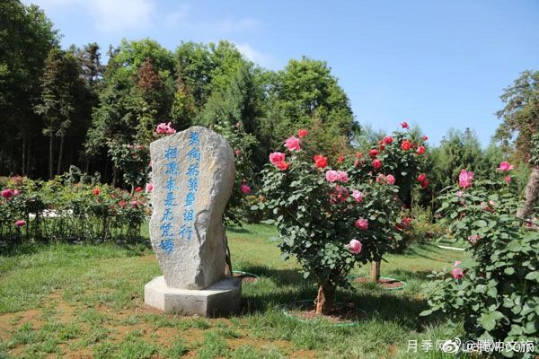 月季与美丽乡村：保山腾冲老寨子，花在我眼前盛开(图1)