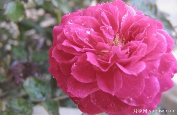 花样苗木讲述，光照对月季花花期有什么影响呢？(图1)