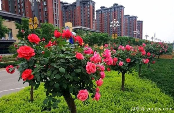 怎样让我们的月季, 每个月都开能开大花?(图1) 怎样让我们的月季, 每个月都开能开大花?(图1)