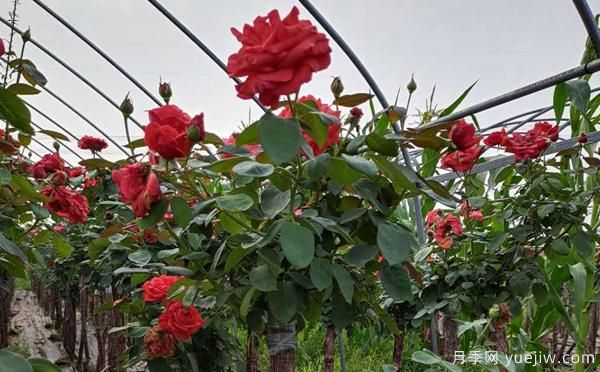 12月份月季花可施肥吗