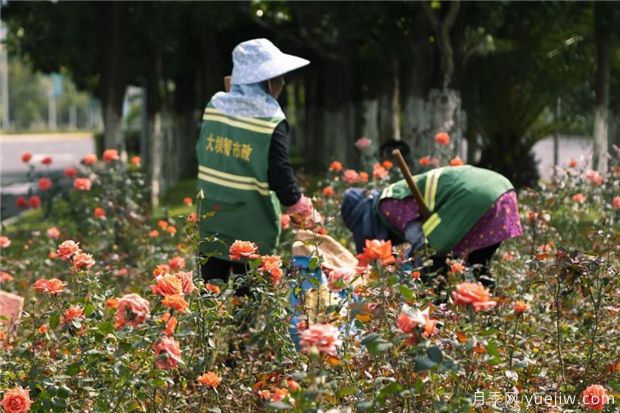 昆明上千株月季俏立呈贡街头，与您共赴COP15盛会！(图2)