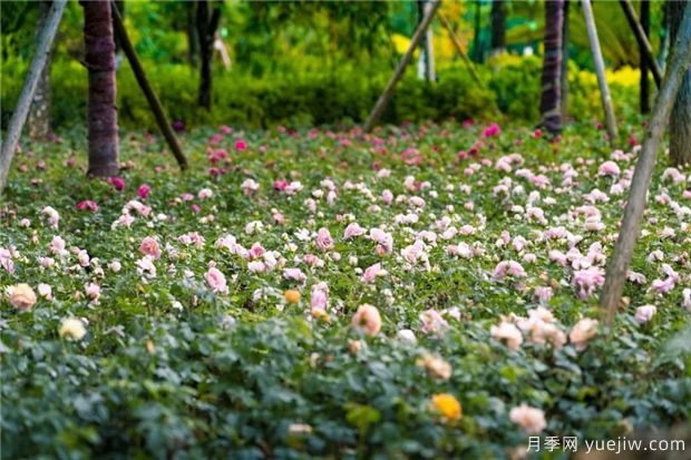 昆明上千株月季俏立呈贡街头，与您共赴COP15盛会！(图4)