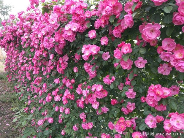 可以代替围墙的花木有哪些？藤本月季、蔷薇(图1)
