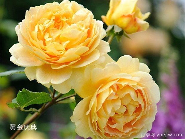 月季网2025年十大热门藤本月季品种(图9)