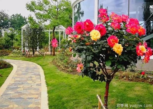 适合在庭院养的植物你知道吗？(图1)