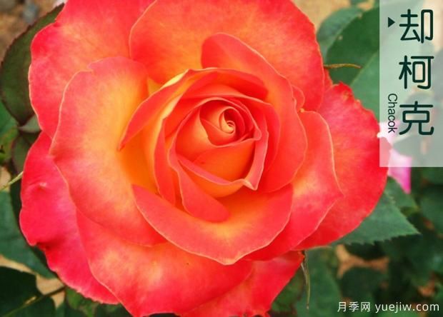 大花月季除芽留芽的管理方法(图1)