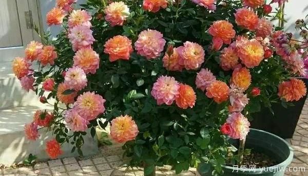 盆栽月季种植中小穴壳花腐病应该怎样防治(图1) 盆栽月季种植中小穴壳花腐病应该怎样防治(图1)