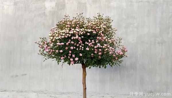 为防止病虫危害,月季花的花后修剪应该怎样修剪?(图1) 为防止病虫危害,月季花的花后修剪应该怎样修剪?(图1)