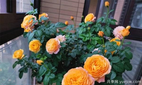 棒棒糖月季嫁接建议采用一些实生的蔷薇,或者是月季来进行操作(图1) 棒棒糖月季嫁接建议采用一些实生的蔷薇,或者是月季来进行操作(图1)