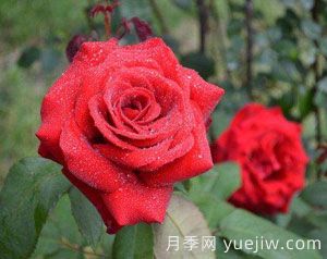 人们日常生活中作为鲜切花馈赠用的“玫瑰”鲜花和盆栽玫瑰全部都是月季。(图1)