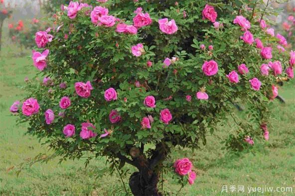 如何防治棒棒糖树状月季栽培过程中的介壳虫侵害?(图1) 如何防治棒棒糖树状月季栽培过程中的介壳虫侵害?(图1)