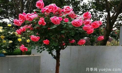 原来树状月季又被称为“玫瑰树”他的优势在哪里(图1)