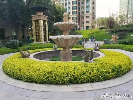 金叶女贞园林用途有哪些？(图3)