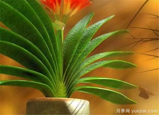 君子兰的养殖方法和注意事项 君子兰怎么养(图1)