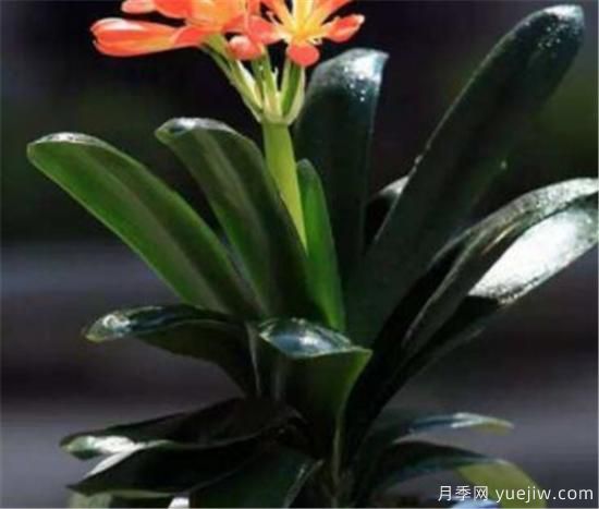 君子兰的养殖方法和注意事项 君子兰怎么养(图3)