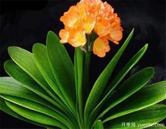 君子兰什么时候开花 君子兰的花语和寓意象征(图1)