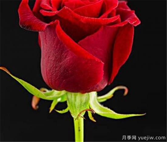 红玫瑰的花语和寓意大全 粉红玫瑰适合送给谁(图2)