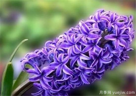 风信子花期是几月份 风信子的花语和寓意和传说是什么(图1)