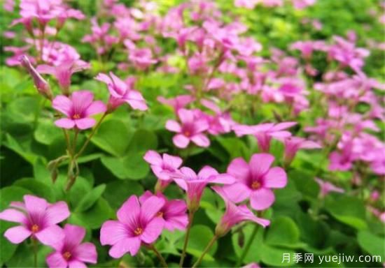 红花酢浆草几月份开花 红花酢浆草的花语和寓意(图2)