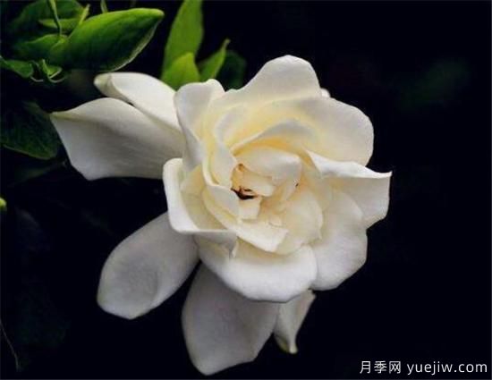 栀子花叶子发黄怎么办 栀子花病虫害防治技巧(图1)