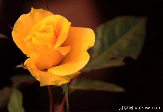 黄玫瑰种植方法 黄玫瑰养殖方法和注意事项(图3)