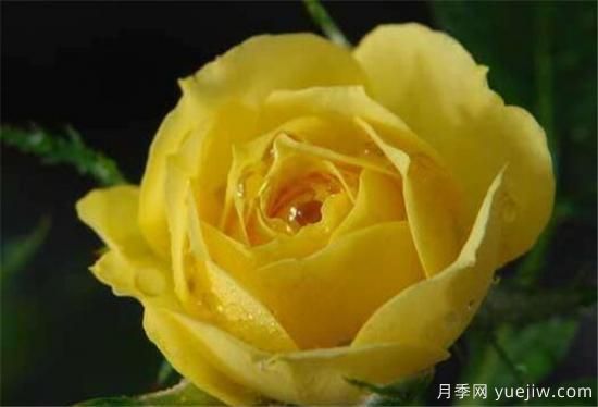 黄玫瑰种植方法 黄玫瑰养殖方法和注意事项(图2)
