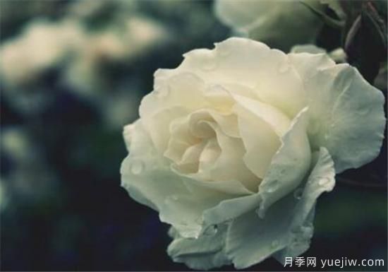 白玫瑰几月份开花 白玫瑰的花语寓意(图1)