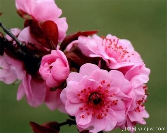 美人梅常见的病虫害有哪些 美人梅病虫害防治技术(图2)