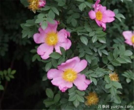 蔷薇花有哪些品种 蔷薇花有哪几种颜色(图8)