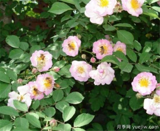 蔷薇花有哪些品种 蔷薇花有哪几种颜色(图10)
