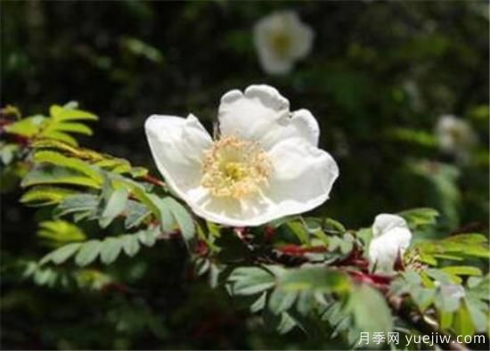 蔷薇花有哪些品种 蔷薇花有哪几种颜色(图5)